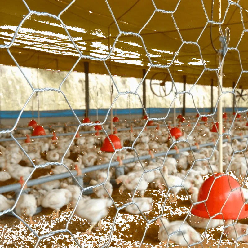 TELA HEX GALINHEIRO 2"X23X1,5X50M- VONDER